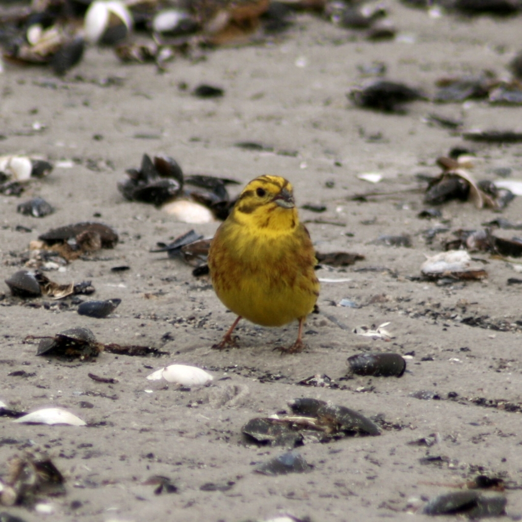 VWG vogelreis Oost Duitsland mei 2010 037